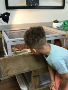 Little boy looking at the class pet turtle.
