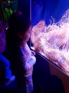 A Reggio Emilia lesson at the Toledo Zoo & Aquarium